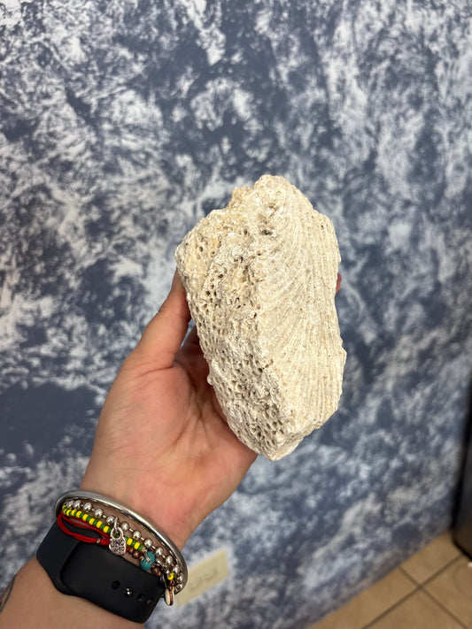 Piedra porosa | cerebrito