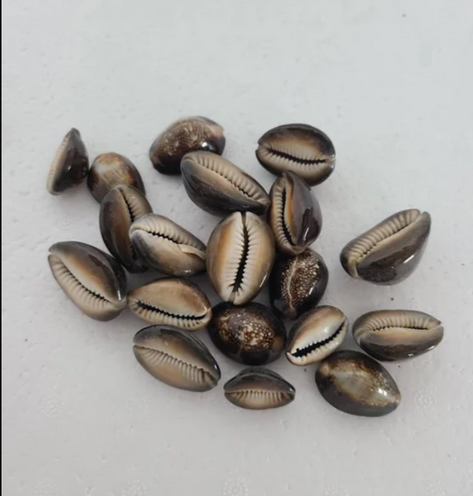 caracol de muerto