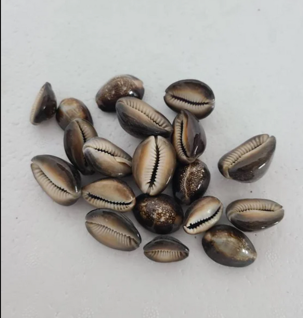 caracol de muerto