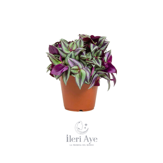 Planta Cohitre | Usos Medicinales y Espirituales en Ritos de Santería