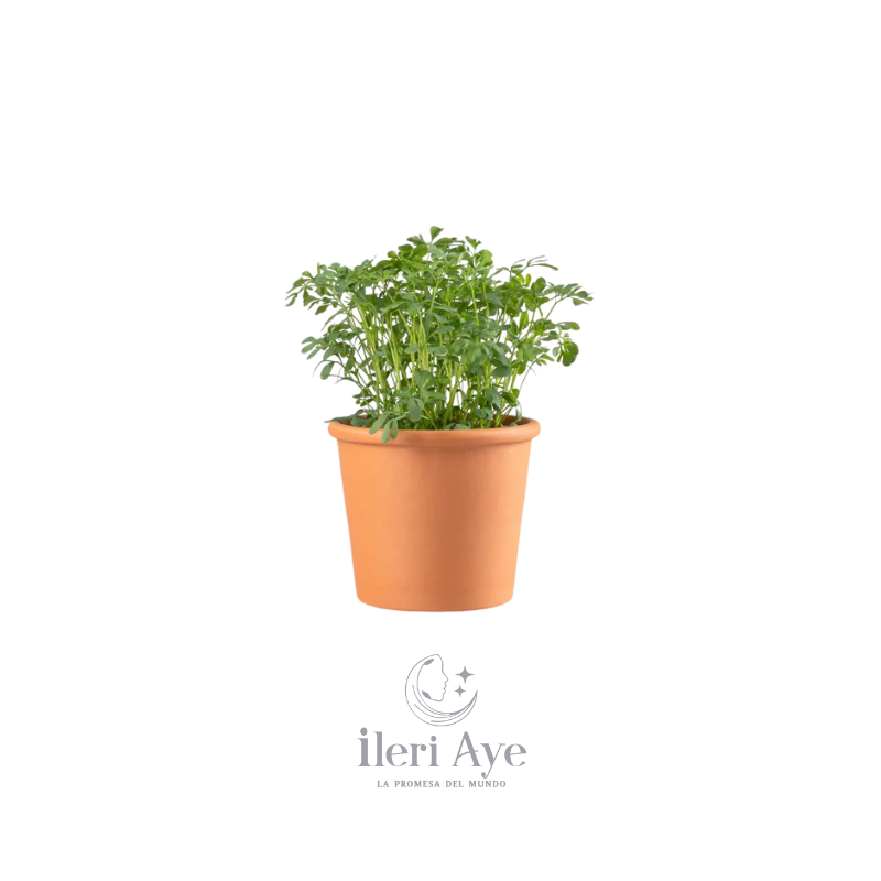 Planta Ruda | Beneficios Medicinales y Usos Espirituales en Santería