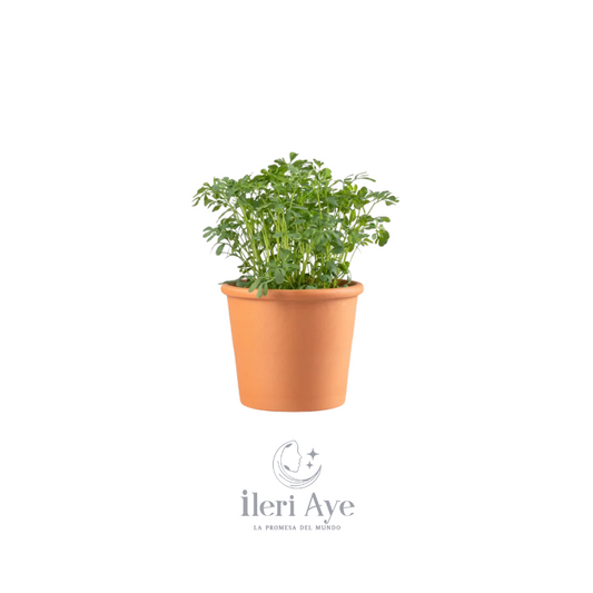 Planta Ruda | Beneficios Medicinales y Usos Espirituales en Santería