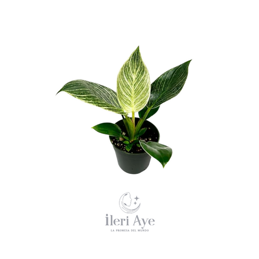 Planta Birki Ornamental | Decoración Natural y Energía Espiritual para Hogar y Altares