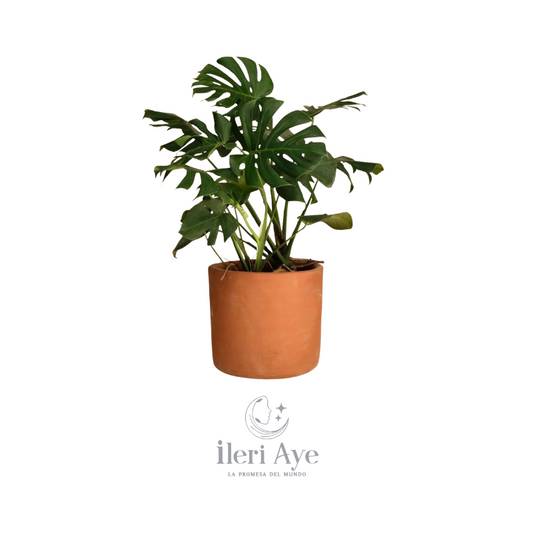 Monstera Grande | Planta Ornamental de Interior para Decoración Natural y Energía Positiva